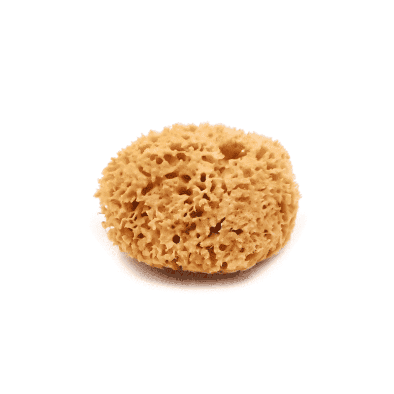 σφουγγάρι καλύμνου