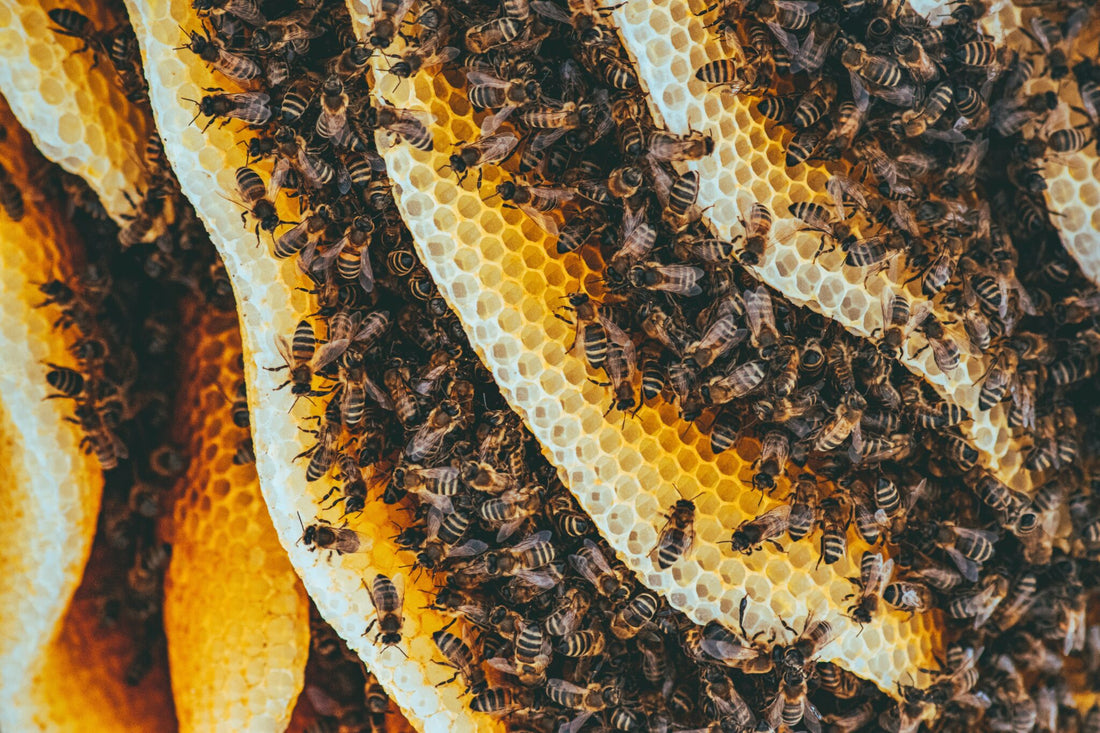 Κεραλοιφή Μελισσοκέρι: Φυσική Φροντίδα για Υγιή Επιδερμίδα